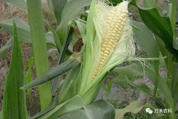 玉米种植时间和技术_玉米种植技术时间要求_玉米种植时间
