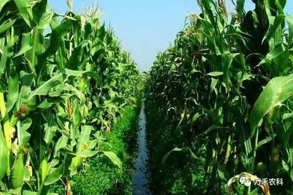玉米种植技术时间要求_玉米种植时间和技术_玉米种植时间
