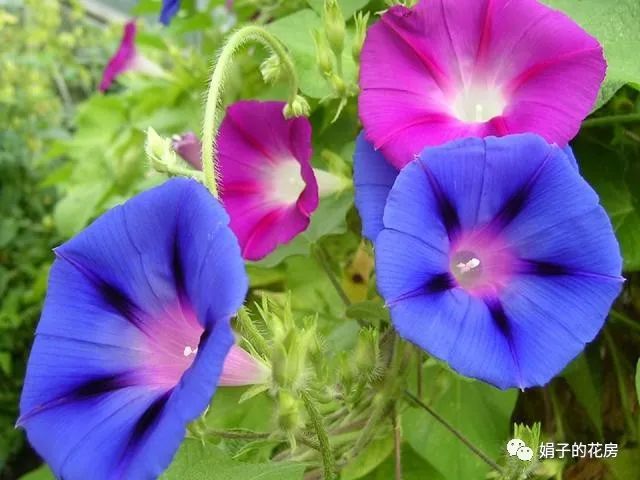 致富养殖业_养殖致富哪家强_养殖致富之路