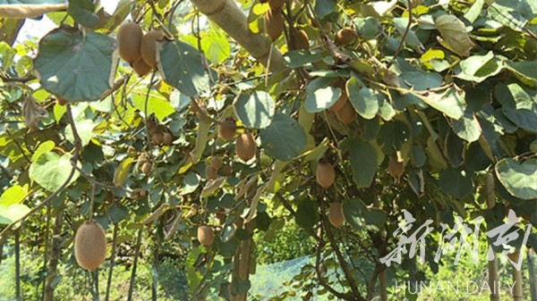 山村果园种植致富_致富山村种植果园图片_山村致富项目
