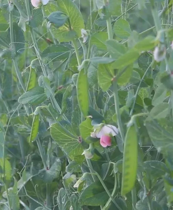 农村致富新项目种植业_休闲农业种植致富_农民致富种植项目