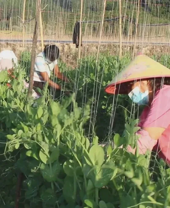 农村致富新项目种植业_农民致富种植项目_休闲农业种植致富