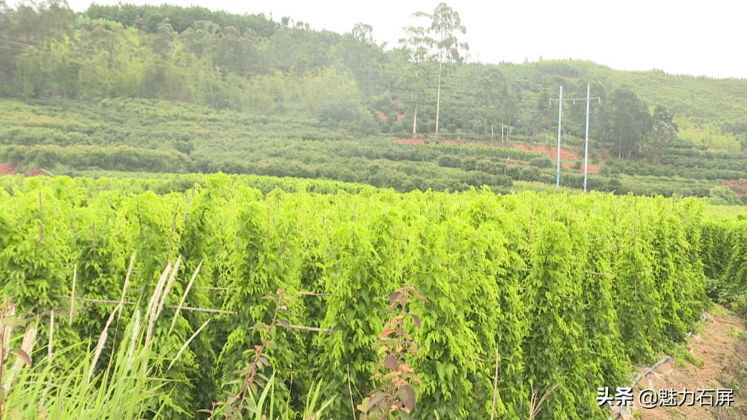 种山药最先进技术_山药最先进种植技术_山药先进种植技术是什么