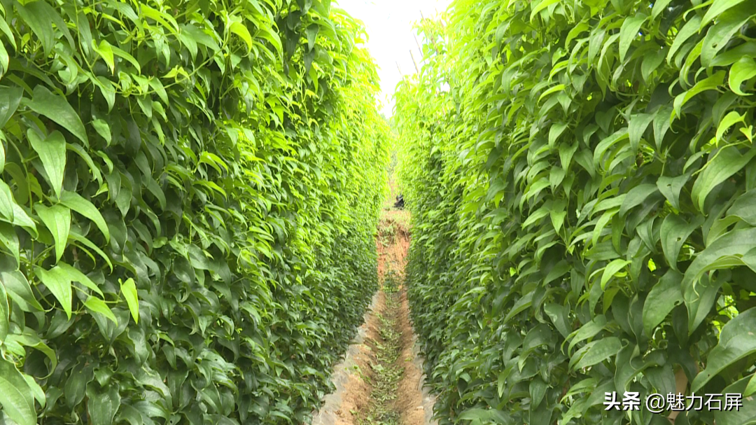 种山药最先进技术_山药最先进种植技术_山药先进种植技术是什么