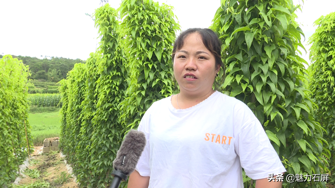 山药先进种植技术是什么_种山药最先进技术_山药最先进种植技术