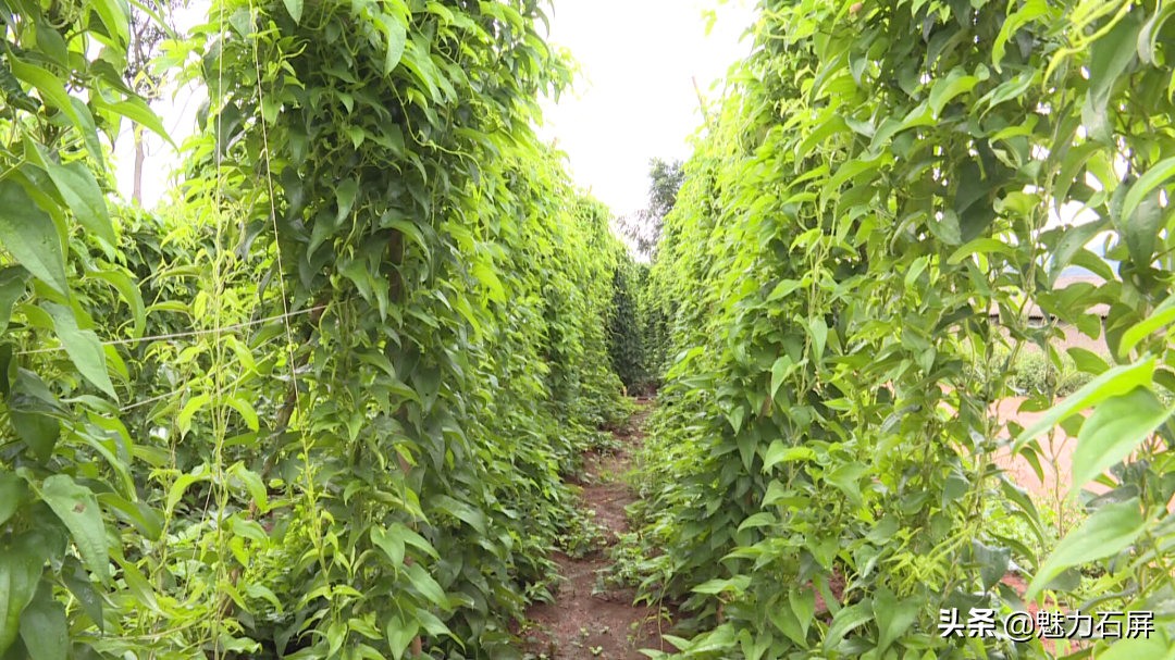 种山药最先进技术_山药先进种植技术是什么_山药最先进种植技术