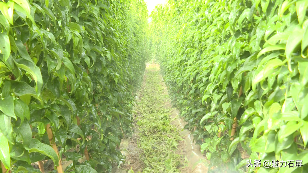 山药最先进种植技术_山药先进种植技术是什么_种山药最先进技术