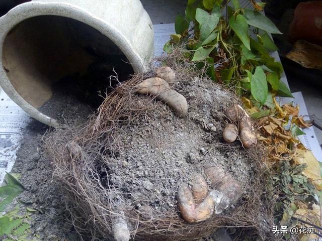 种山药最先进技术_山药种植新技术_山药最先进种植技术