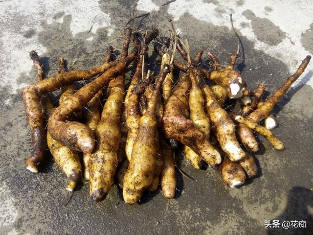 山药最先进种植技术_种山药最先进技术_山药种植新技术