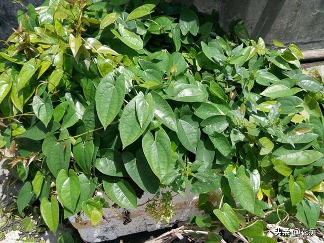 山药种植新技术_山药最先进种植技术_种山药最先进技术