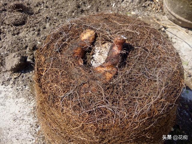 种山药最先进技术_山药最先进种植技术_山药种植新技术