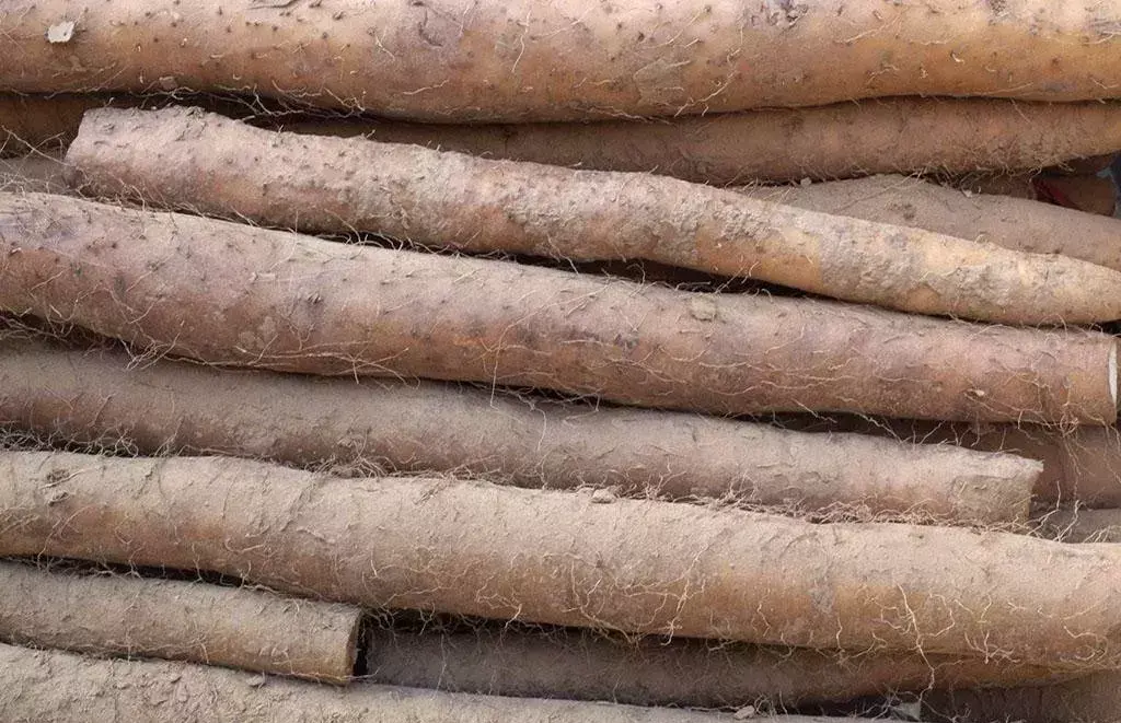 种山药最先进技术_山药最先进种植技术_山药先进种植技术视频