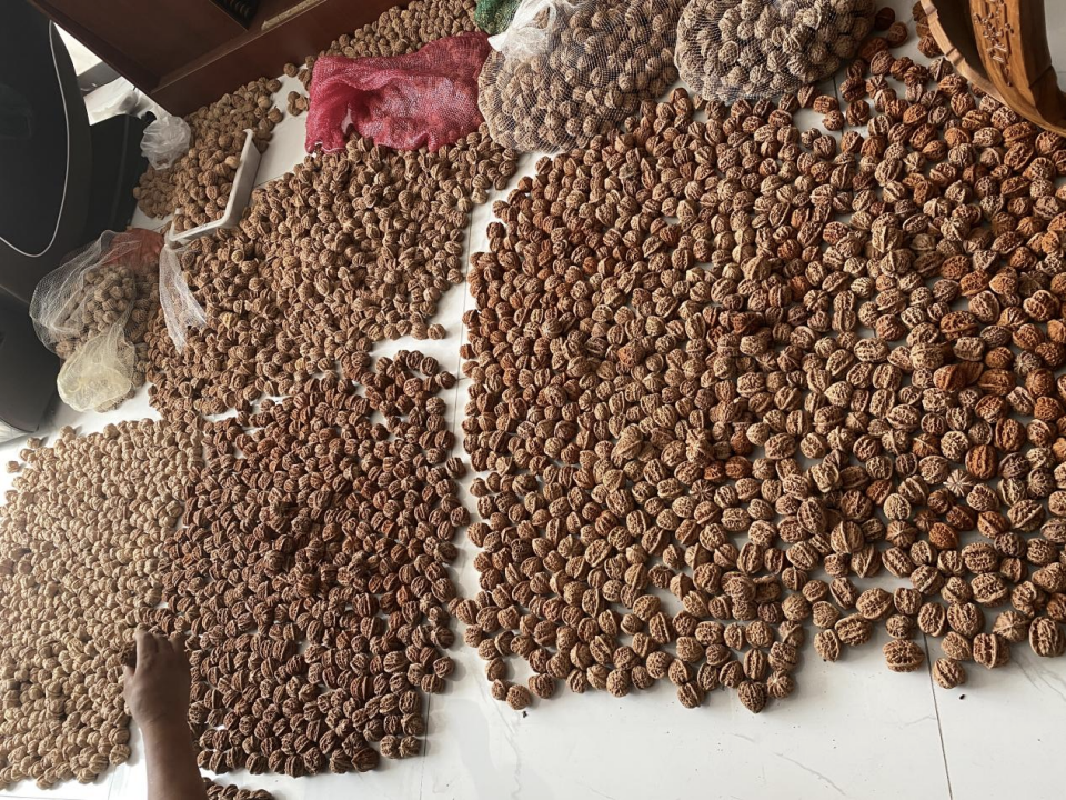 致富经文玩核桃视频_核桃致富经_文玩核桃种植致富