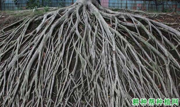 对果树根系修剪的原因是什么？