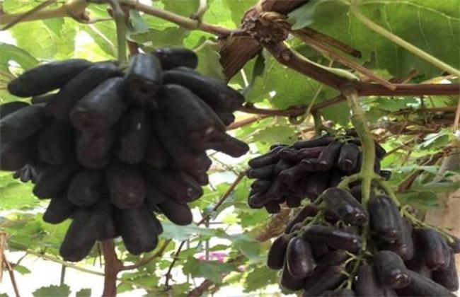 蓝宝石怎么种植在什么时候种植_蓝宝石怎样种植_蓝宝石种植技术和方法