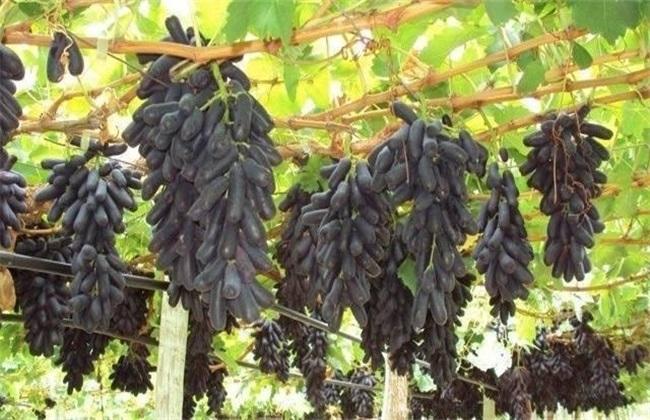 蓝宝石怎样种植_蓝宝石种植技术和方法_蓝宝石怎么种植在什么时候种植