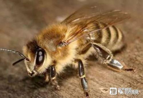 中蜂活力框养殖法之三:饲养管理技术