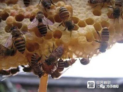 养殖蜂王技术视频_养殖蜂王技术怎么样_蜂王养殖技术
