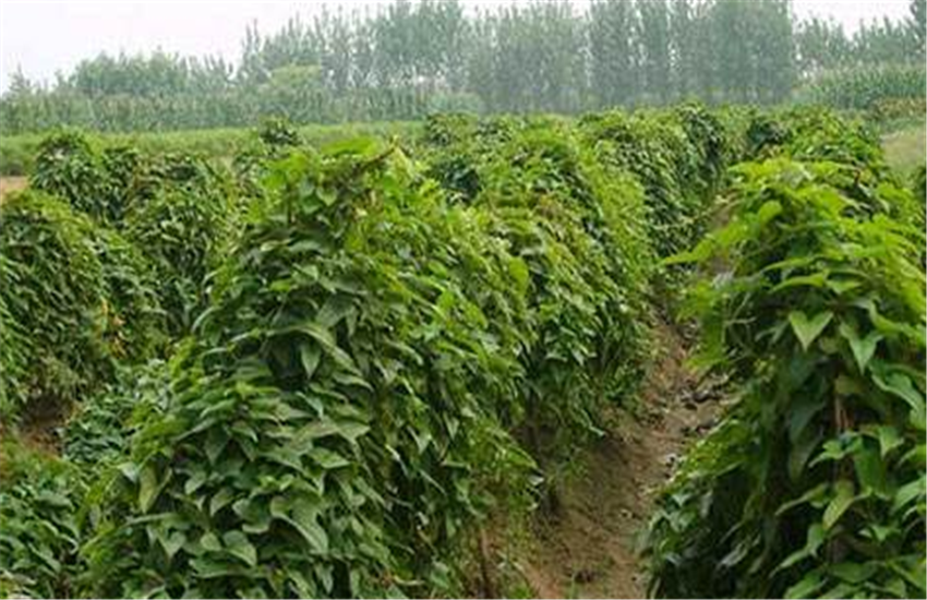山药先进种植技术是什么_种山药最先进技术_山药最先进种植技术
