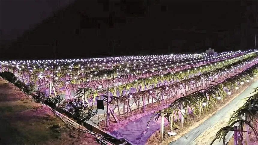 蔬菜水果种植致富经验_致富蔬菜水果种植经验总结_蔬菜水果种植技术