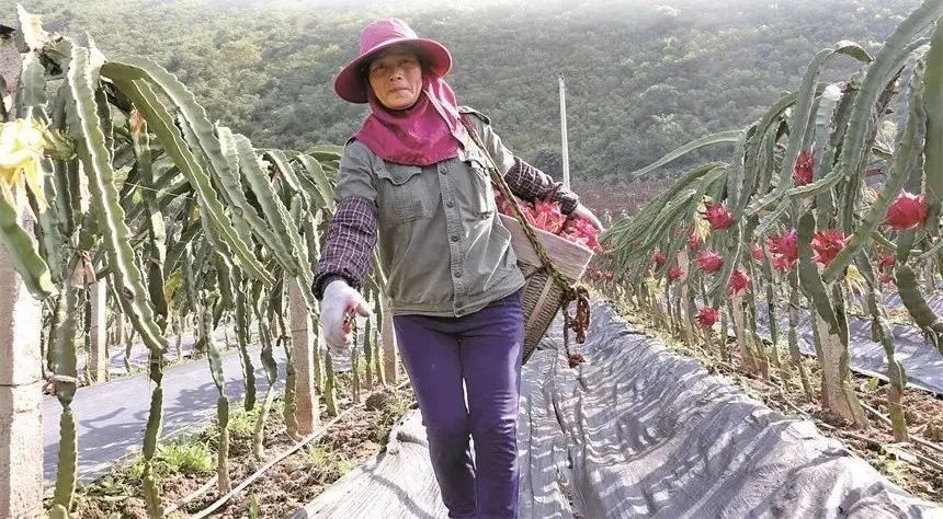 蔬菜水果种植致富经验_蔬菜水果种植技术_致富蔬菜水果种植经验总结