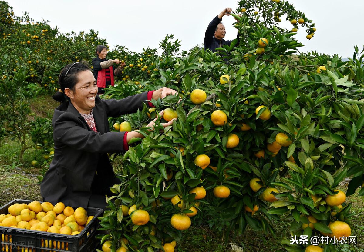 农村致富新项目种植业_农村特色种植致富_致富种植农村特色产业