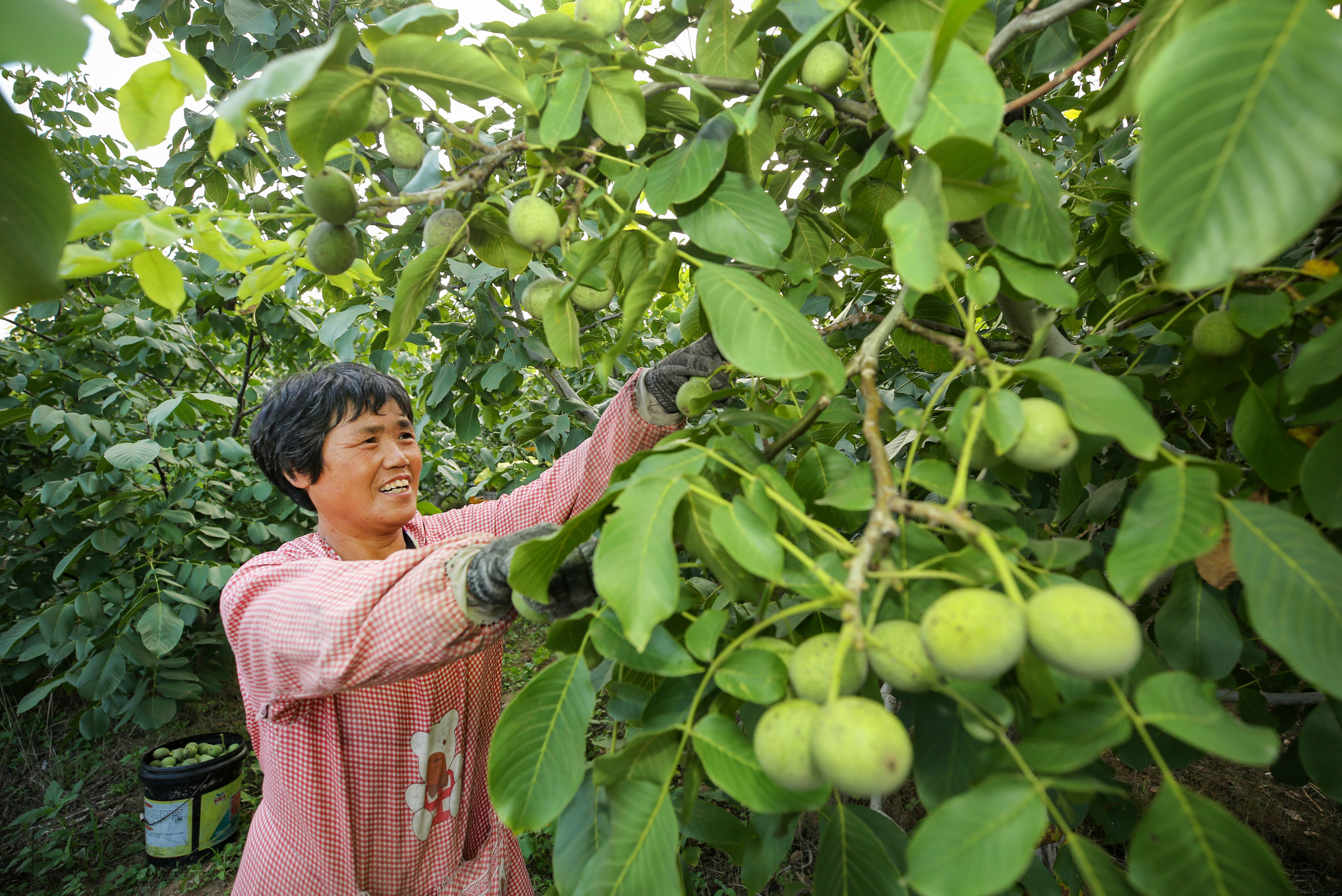 核桃致富经_核桃种植专业合作社基本情况_核桃种植致富公示