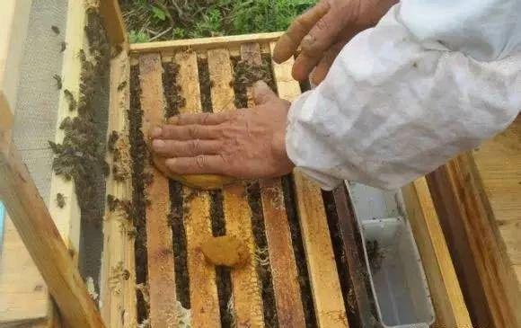 养育蜂王全过程_蜂王养殖技术_养殖蜂王技术视频
