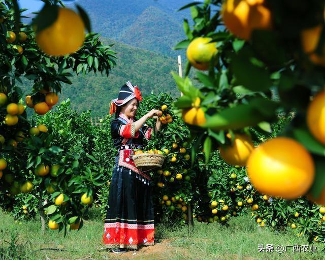 种植柑橘致富_致富柑橘种植条件_柑橘种植效益
