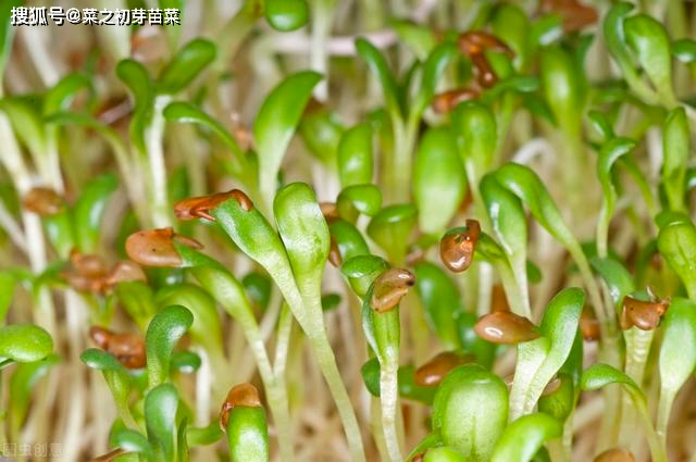 致富青菜种植芽苗菜视频_青菜芽苗菜种植方法_种植青菜芽苗菜致富