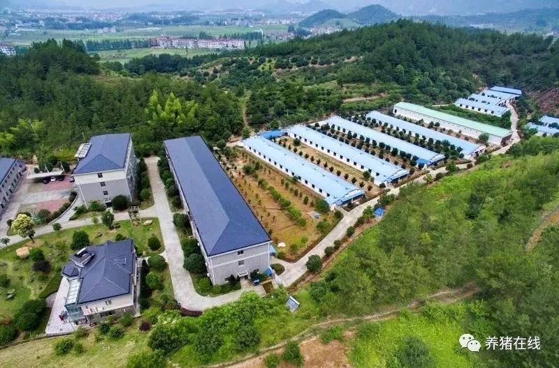 浙江养猪大户_浙江养猪大王_浙江养猪沈建平致富经