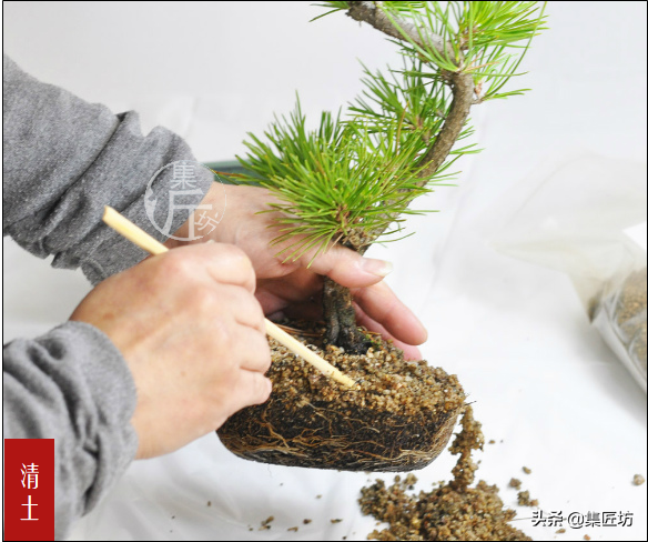 松树种植盆景技术视频_松树种植盆景技术与管理_松树盆景怎么种植技术