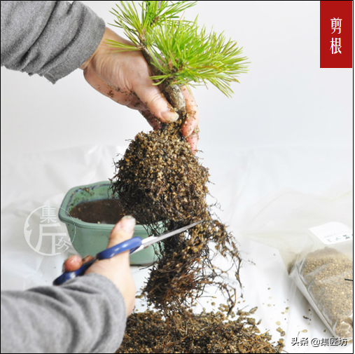 松树盆景怎么种植技术_松树种植盆景技术与管理_松树种植盆景技术视频