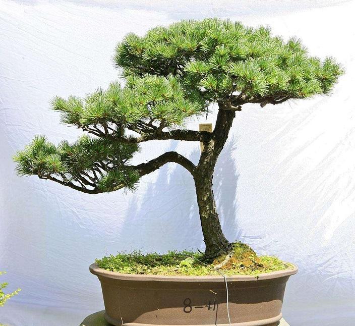松树盆景怎么种植技术_松树种植盆景技术与管理_松树种植盆景技术视频