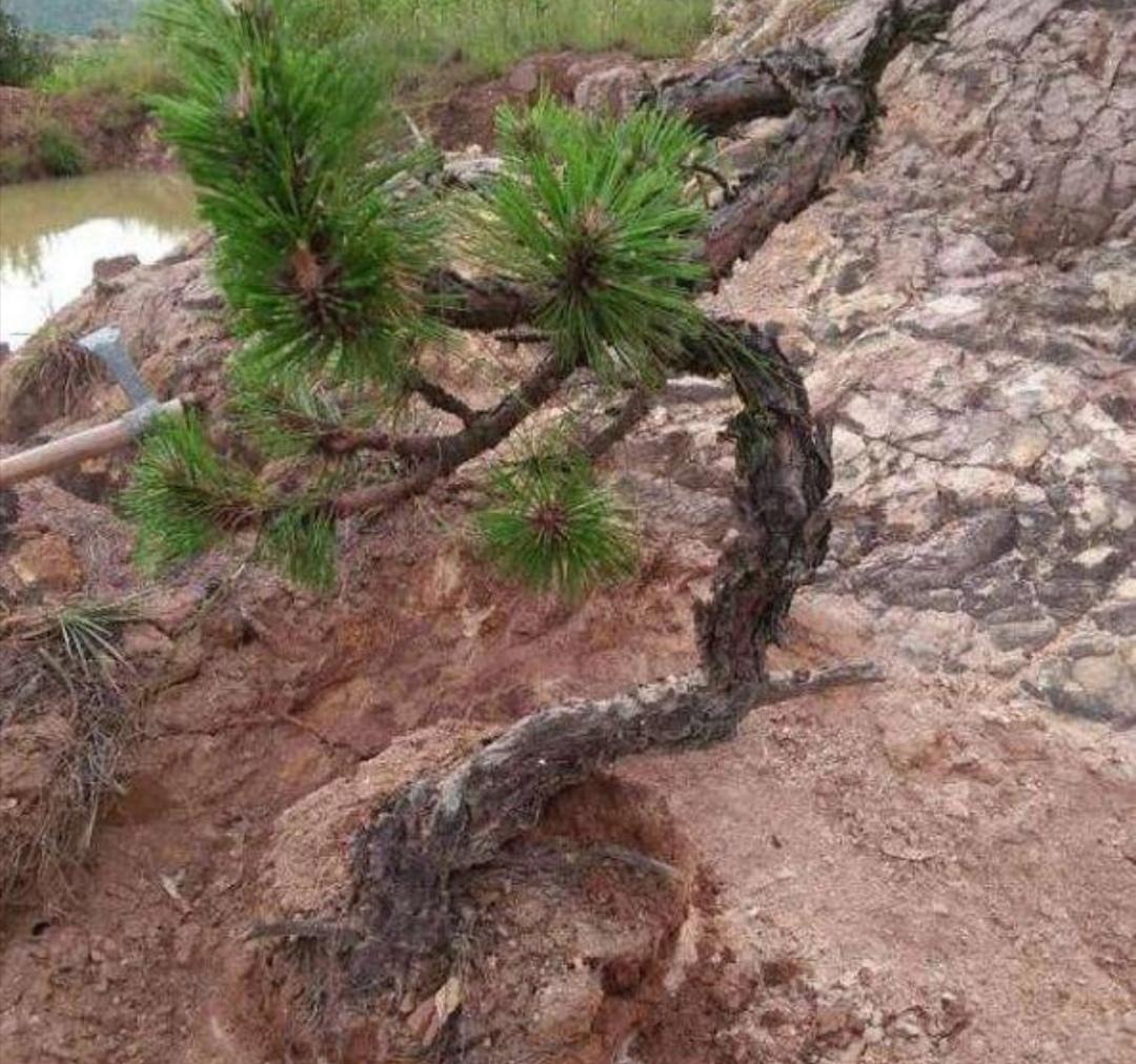 松树种植盆景技术要点_松树盆景怎么种植技术_松树种植盆景技术与管理