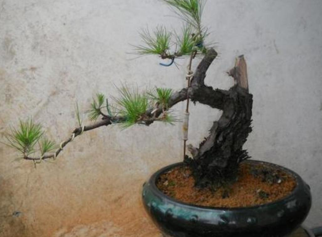 松树种植盆景技术要点_松树盆景怎么种植技术_松树种植盆景技术与管理