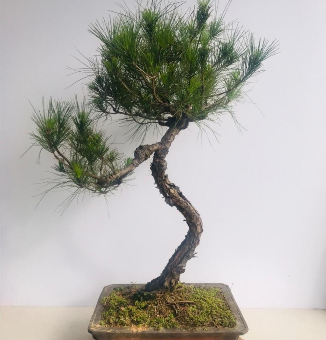 松树盆景怎么种植技术_松树种植盆景技术要点_松树种植盆景技术与管理