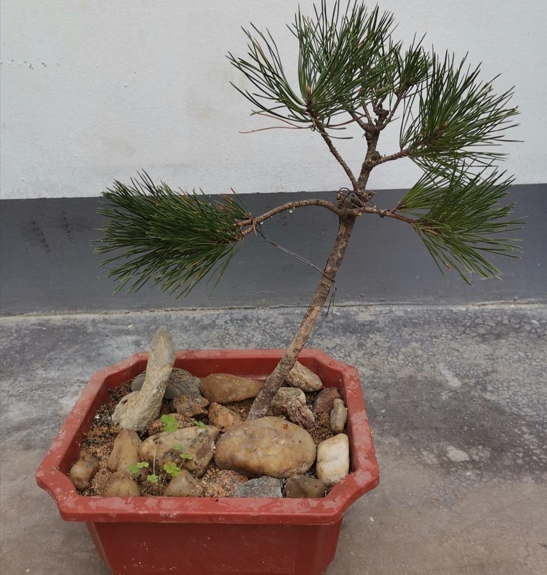 松树盆景怎么种植技术_松树种植盆景技术与管理_松树种植盆景技术要点