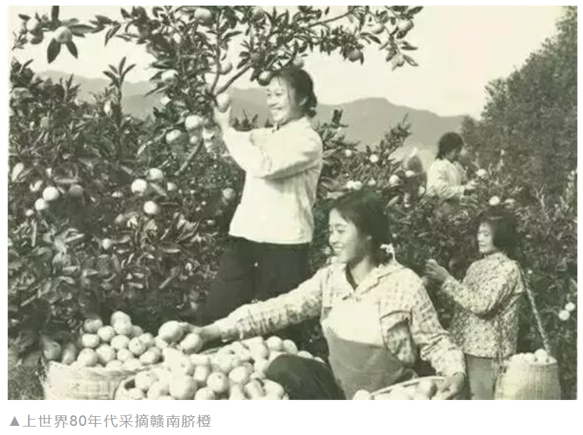 致富经竹虫视频_致富经竹笋致富视频_致富经视频竹笋