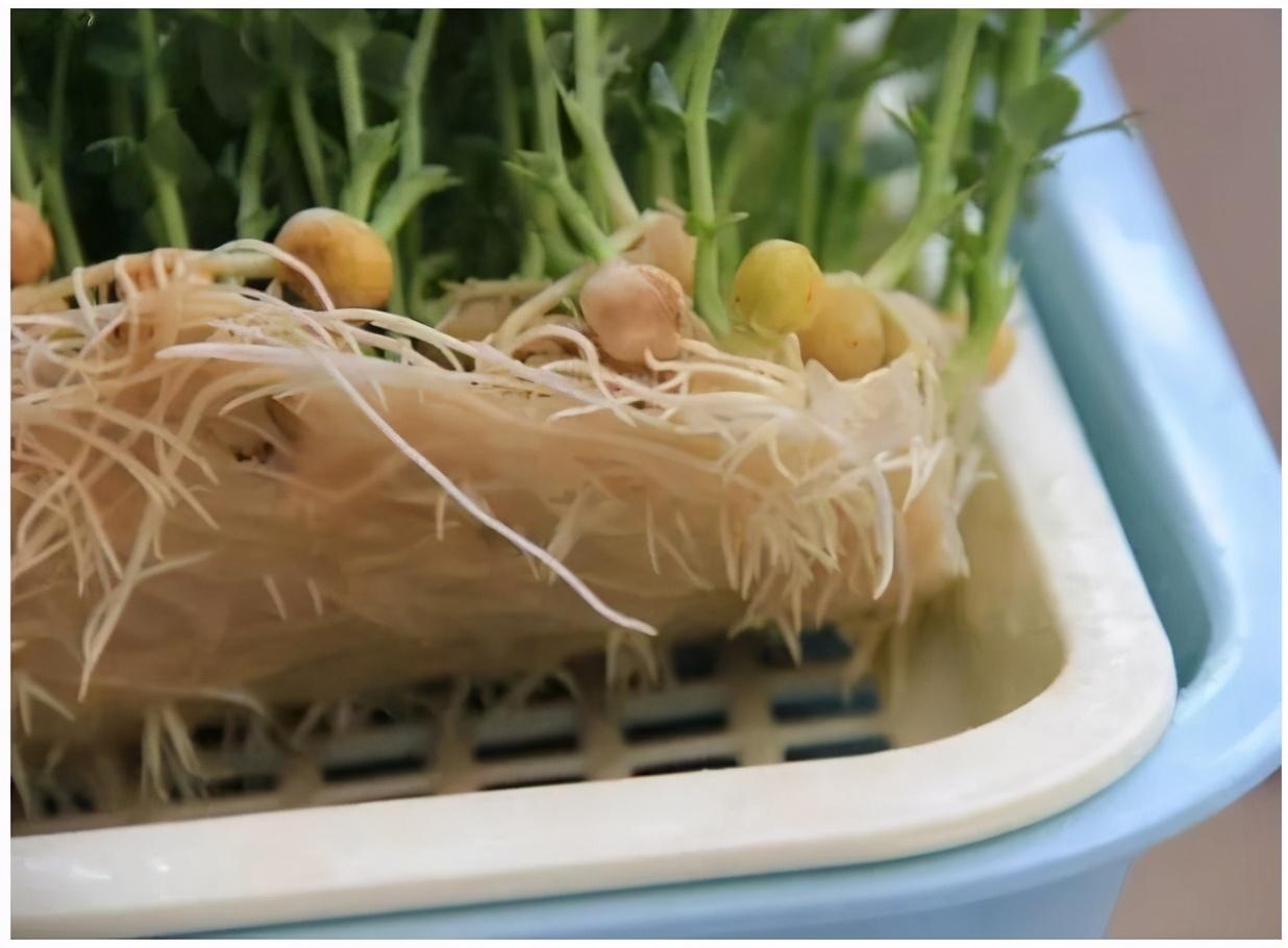 种植豆芽致富_致富种植豆芽怎么样_致富种植豆芽视频