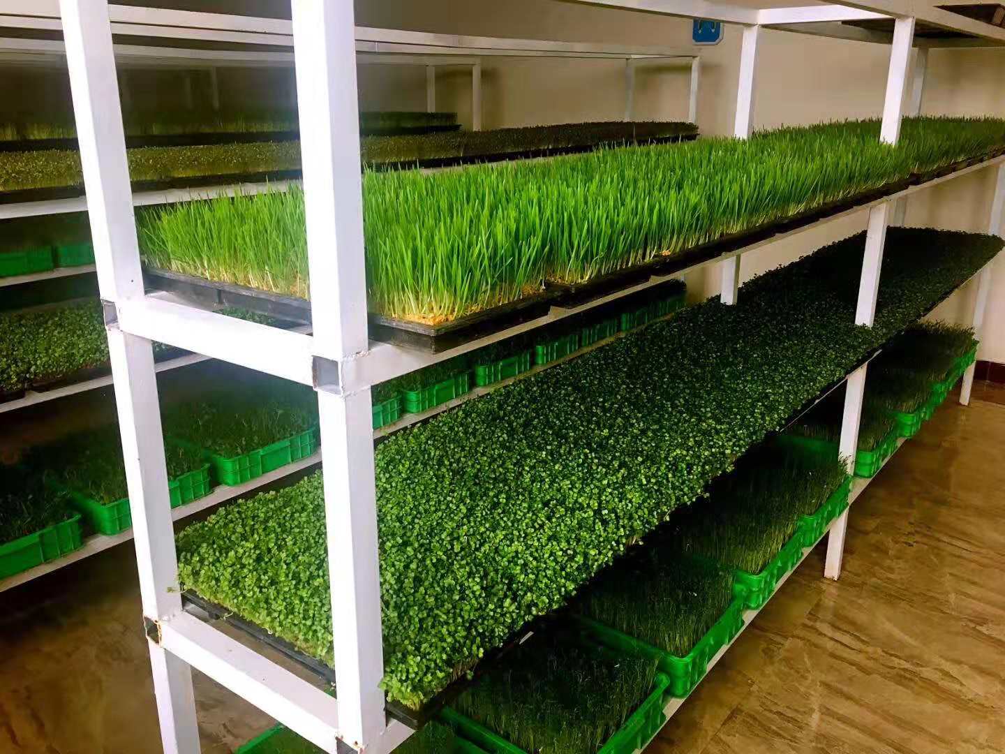 致富种植豆芽怎么样_种植豆芽致富_致富种植豆芽视频