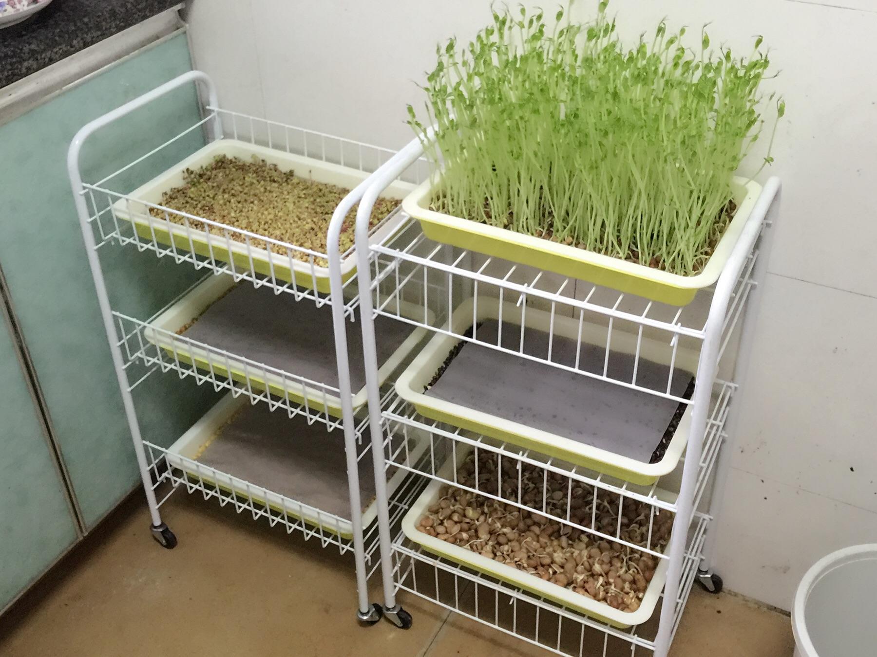 致富种植豆芽视频_致富种植豆芽怎么样_种植豆芽致富