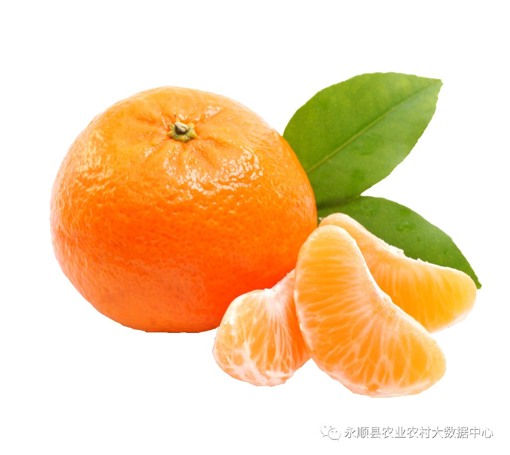 致富柑橘种植方法_种植柑橘致富_致富柑橘种植条件