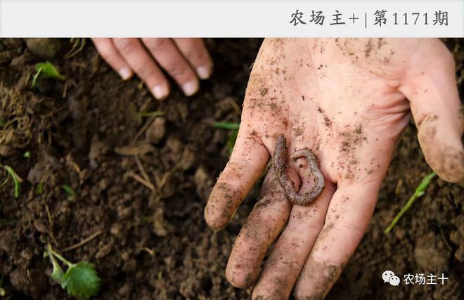 粪养蚯蚓最简单方法_用什么粪养蚯蚓最好_蚯蚓养殖技术补粪