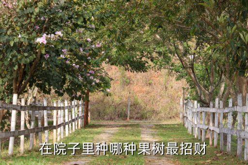 在院子里种哪种果树最招财