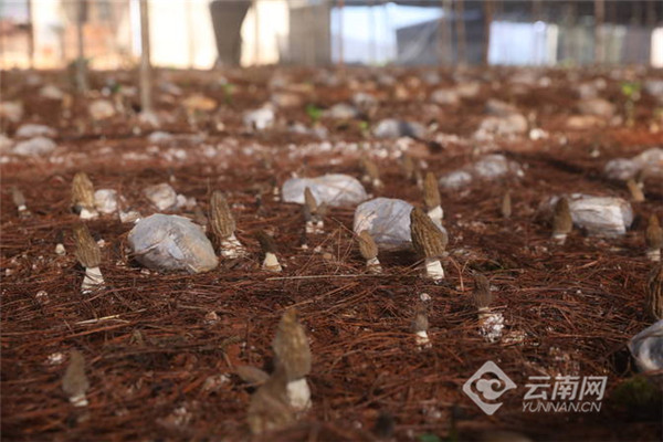 云南羊肚菌种植基地的联系方式_云南种植羊肚菌主产地在哪地方_致富经云南省羊肚菌