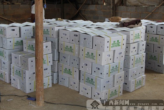 致富经粉葛_粉葛高产栽培视频_致富经葛根种植视频