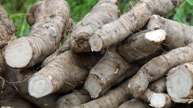 致富经葛根种植视频_粉葛产品_致富经粉葛