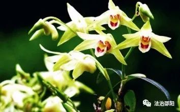 种植石斛致富人_种植石斛收益怎么样_石斛种植骗局