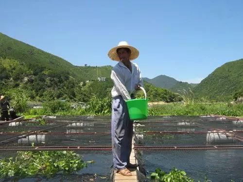 养殖鲟技术_养殖鲟鱼的条件_鲟养殖条件
